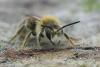 Andrena humilis